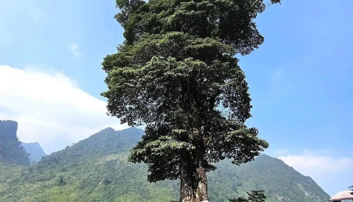 Cay Co Don Ha Giang Tat Ca - Hà Giang