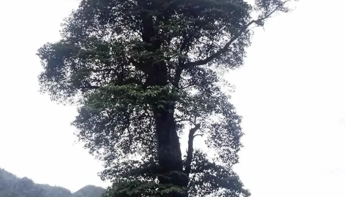 Cay Co Don Ha Giang Video - Hà Giang