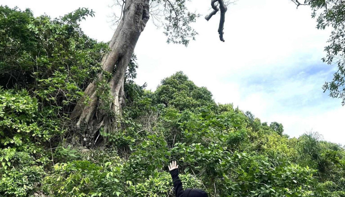Cay Co Don Moi Nhat - Kiên Giang