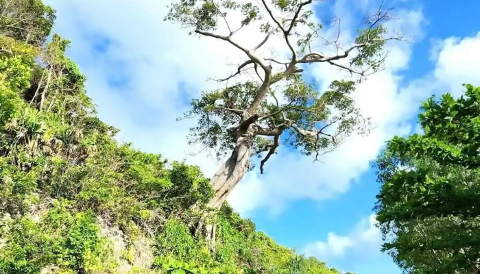 Cay Co Don Nui - Kiên Giang