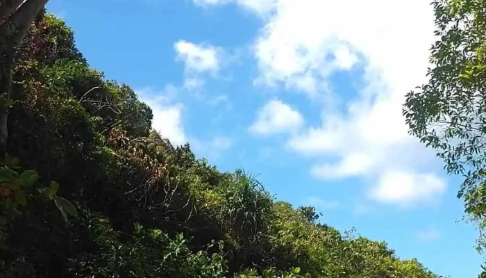 Cay Co Don Video - Kiên Giang