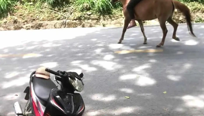 Cay Co Thu Pho Cao Moi Nhat - Hà Giang