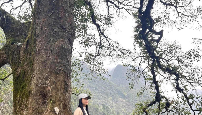 Cay Co Thu Pho Cao Nui - Hà Giang