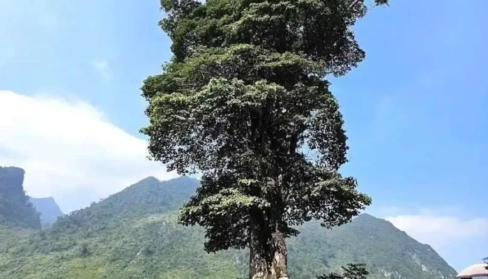Cây cô đơn Hà Giang - Hà Giang