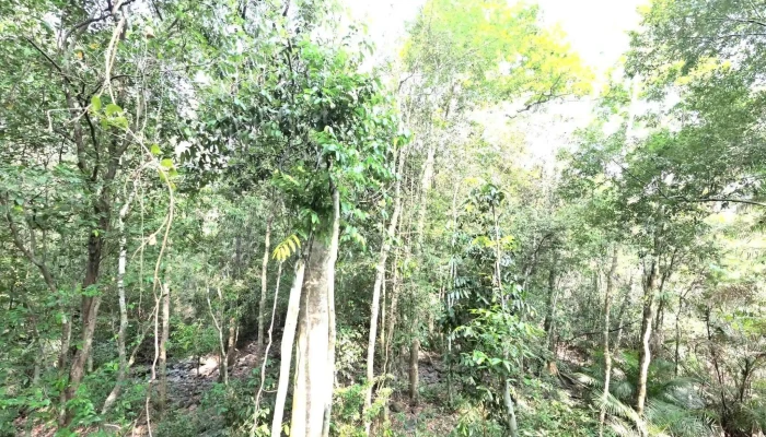 Cay Da Loc Giao Che Do Xem Pho Va 360deg - Đồng Nai