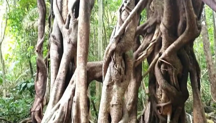 Cay Da Loc Giao Video - Đồng Nai