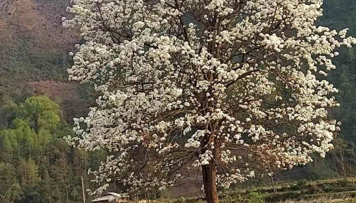 Cay Mac Cot Xuan Truong Nui - Cao Bằng