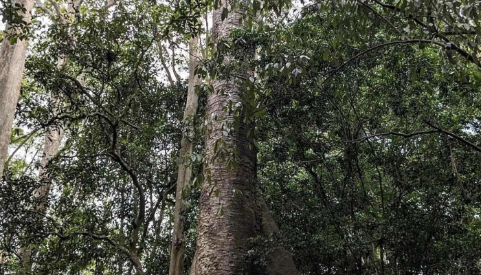 Cay Tung Co Thu Moi Nhat - Đồng Nai
