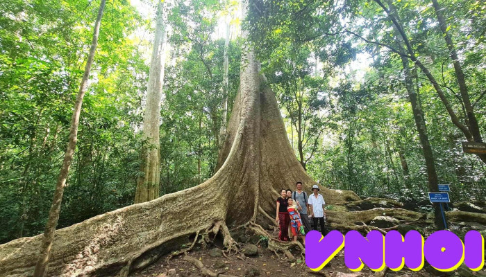 Cay Tung Co Thu Tat Ca - Đồng Nai