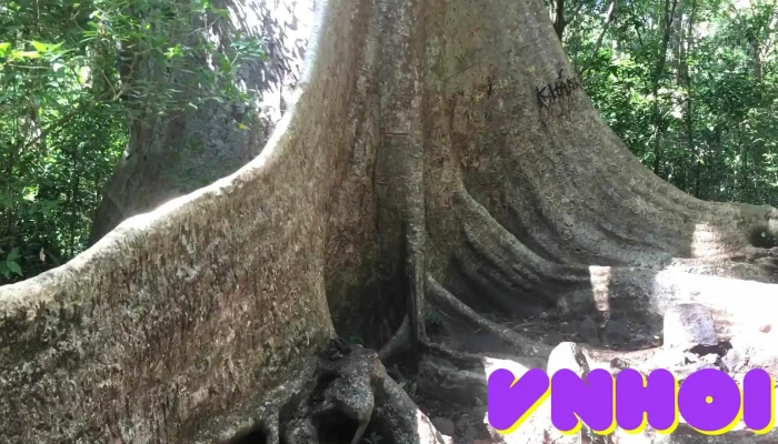 Cay Tung Co Thu Video - Đồng Nai