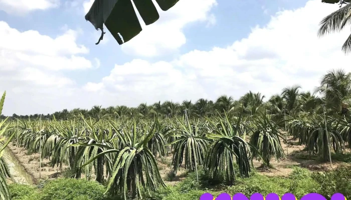 Cho Gao Moi Cua Chu So Huu - Tiền Giang