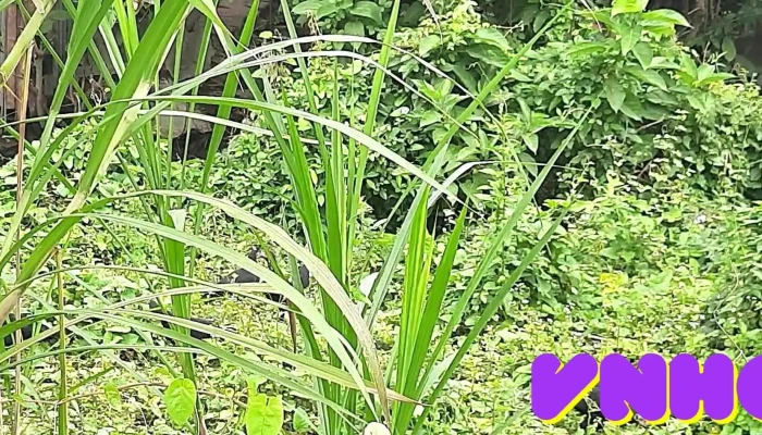 Cho Gao Video - Tiền Giang