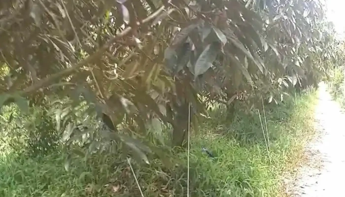 Cho Lach Video - Bến Tre