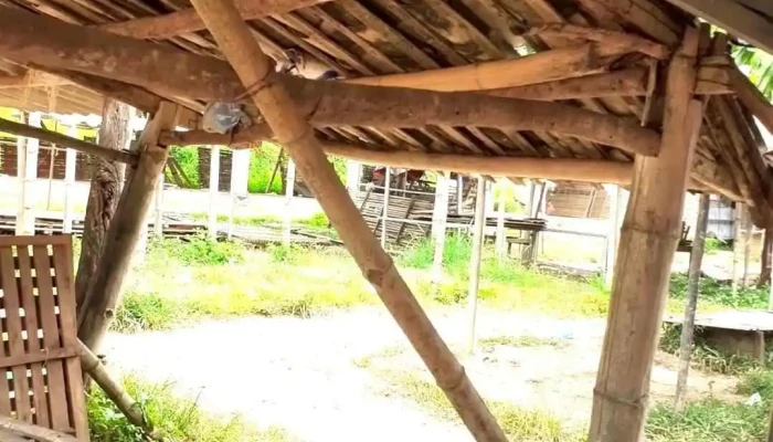 Cho Na Bao Video - Cao Bằng