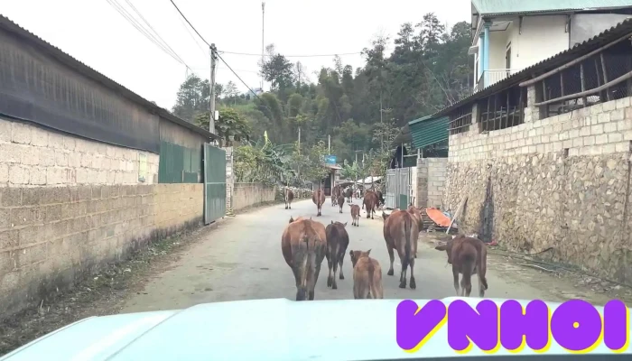 Cho Tra Linh Video - Cao Bằng