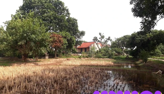 Chua Bach Lien Principal - Tường Thụy