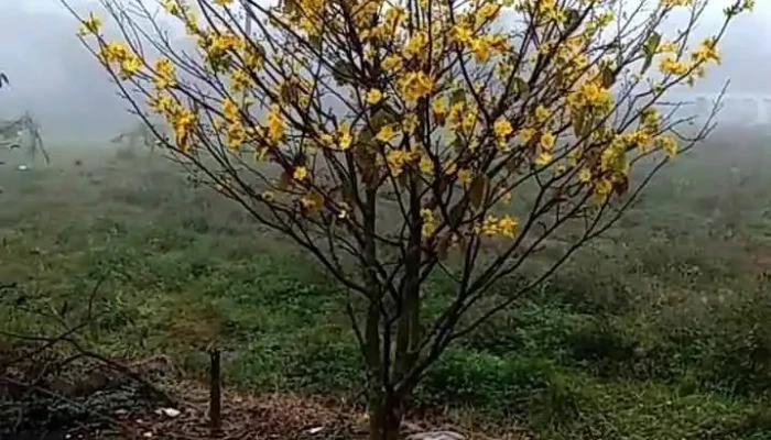 Chua Hoa Thanh Chua Cay Mit Video - An Giang