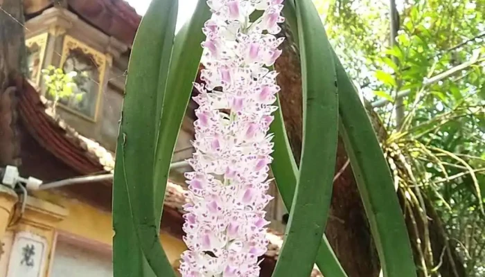 Chua To Phuc Nghiem Tu Man Nuong Video - Bắc Ninh