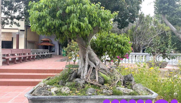 Chua Tu Van Moi Nhat - Khánh Hòa
