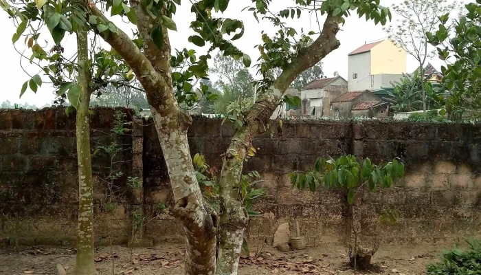 Chung Bình Bán Cây Cảnh - Unnamed Road