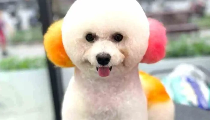 Chăm sóc thú cưng Tùng Sen - Hồ Sơn