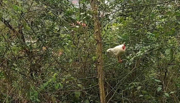 Cong Troi Cao Bang Video - Cao Bằng