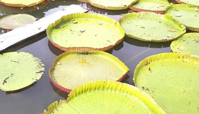 Cong Vien Du Lich Yang Bay Thuc Pham Va Do Uong - Khánh Hòa