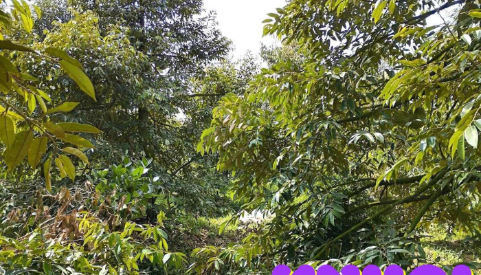 Cu Lao Tan Phong - Tiền Giang