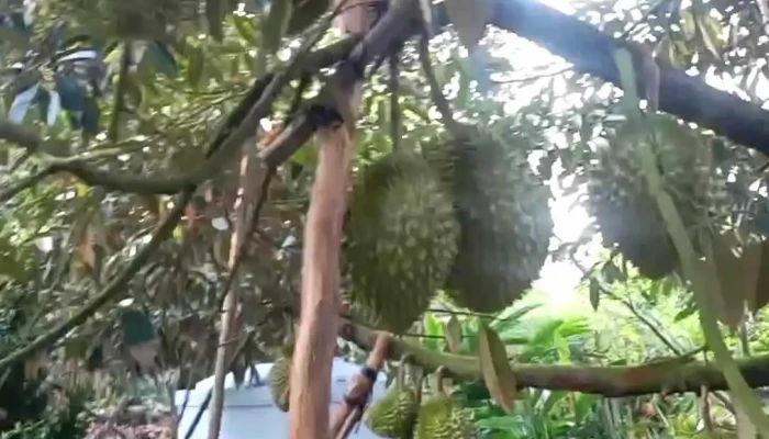 Cu Lao Tan Phong -  Video - Tiền Giang