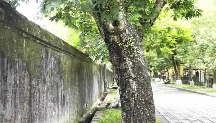 Cua Hien Nhon Video - Thành Phố Huế