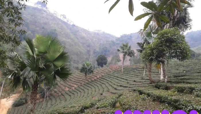 Dai Lich Tat Ca - Yên Bái