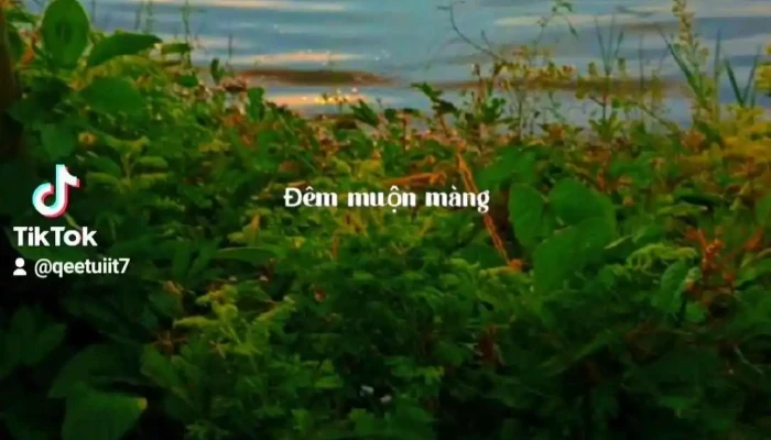 Dam Sen Phuoc Thien Mat Troi Lan - Bình Phước
