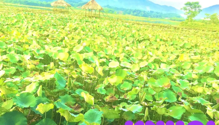 Dam Van Hoi Tat Ca - Yên Bái