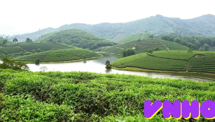 Dao Che Thanh Chuong Nui - Nghệ An