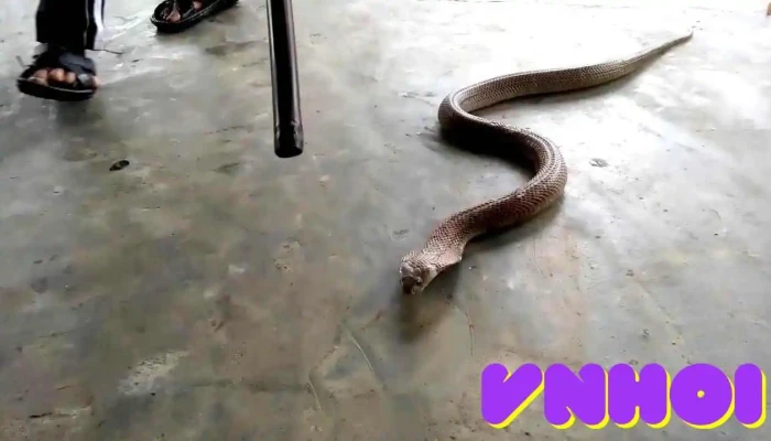 Den Lang Rao Video - Nghệ An