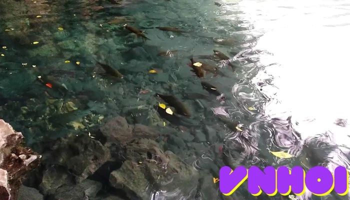 Den Rong Video - Thanh Hóa