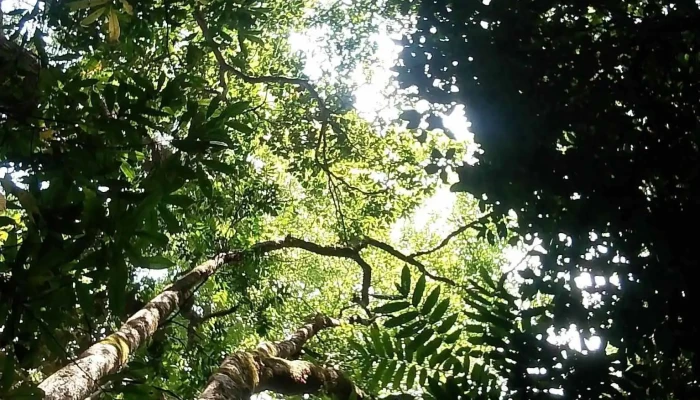 Di Tich Rung Tran Hung Dao Moi Nhat - Cao Bằng