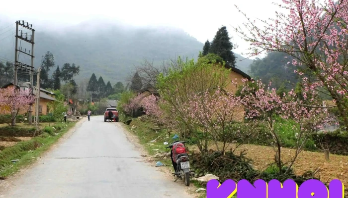Diem Ngam Hoa Dao Pho Cao Nui - Hà Giang