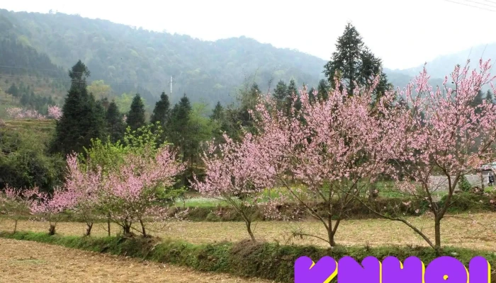 Diem Ngam Hoa Dao Pho Cao Tat Ca - Hà Giang