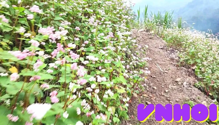 Diem Ngam Vuon Tam Giac Mach Video - Hà Giang