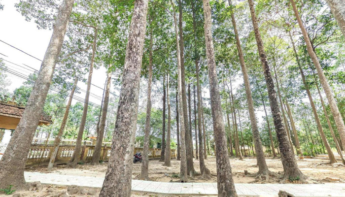Dinh Phu Le Phu Le Temple Che Do Xem Pho Va 360deg - Bến Tre