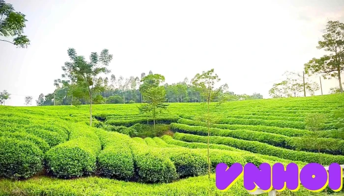 Doi Che My Bang Video - Tuyên Quang