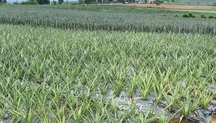 Doi Dua Tam Diep Video - Ninh Bình