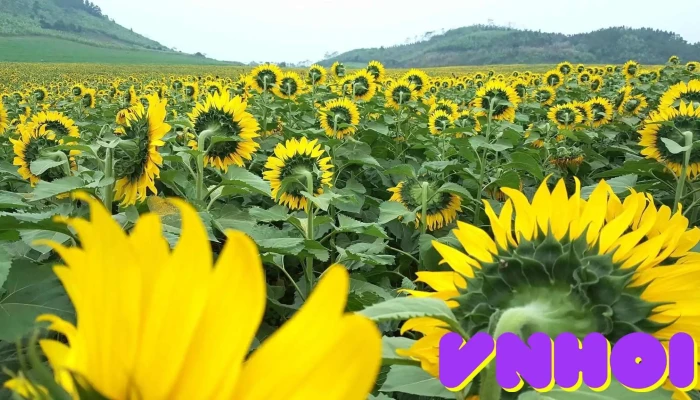 Doi Hoa Huong Duong Nghe An Nui - Nghệ An