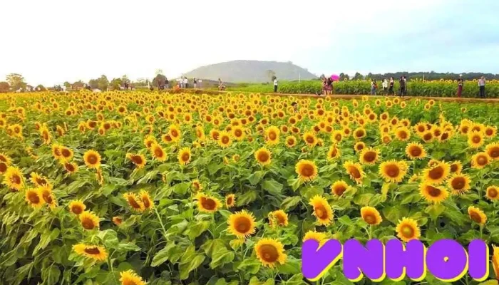 Doi Hoa Huong Duong Nghe An Tat Ca - Nghệ An
