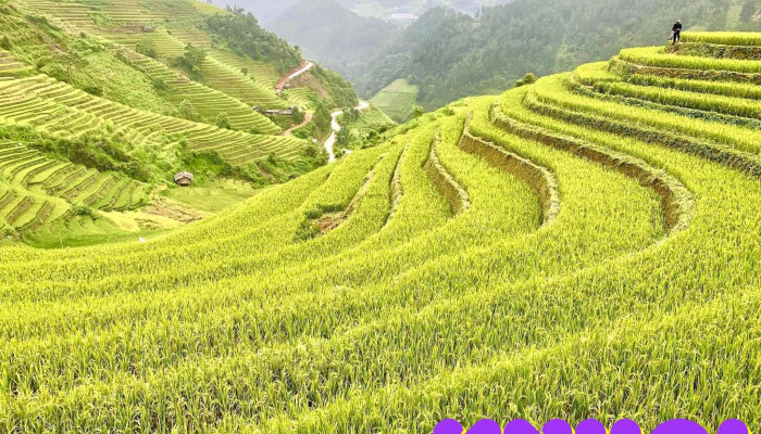 Doi Mam Xoi La Pan Tan Tat Ca - Yên Bái
