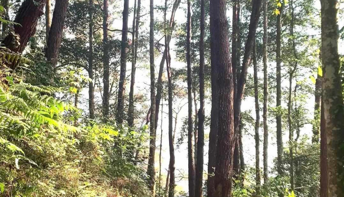 Doi Thong Eo Gio Video - Yên Bái