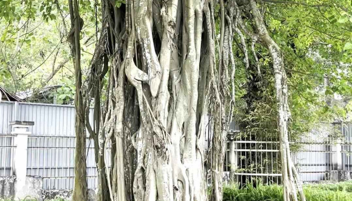 Dong Ho Thai Duong Video - Bạc Liêu
