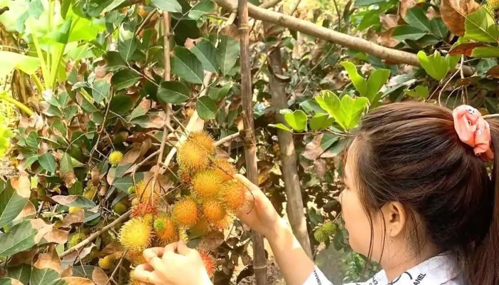 Du Lich Sinh Thai Hoang Nam Cua Chu So Huu - Bến Tre