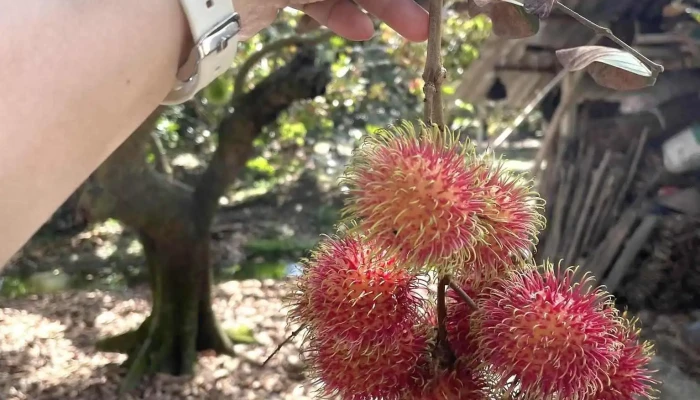 Du Lich Sinh Thai Hoang Nam Moi Nhat - Bến Tre